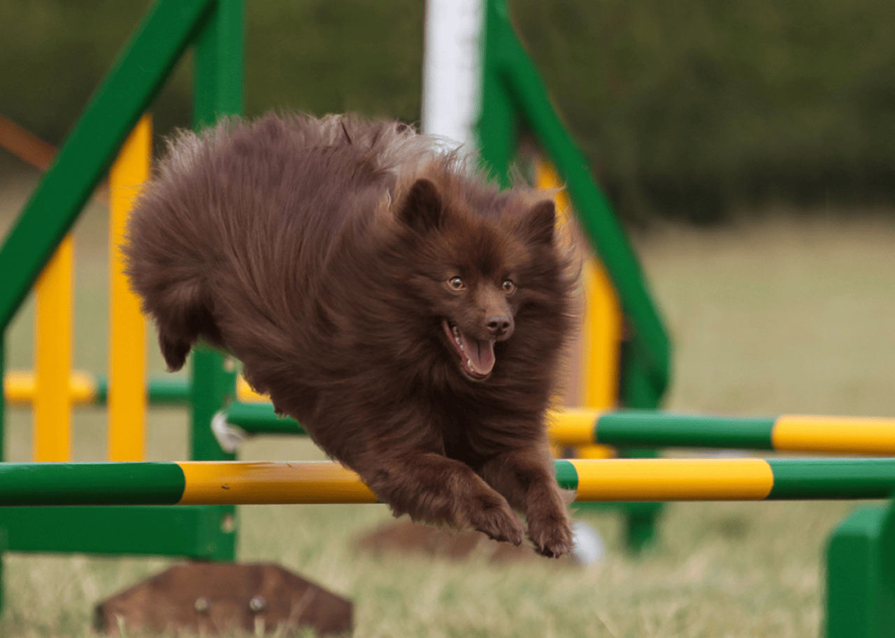 A German Spitz mittel competing in an agility course.