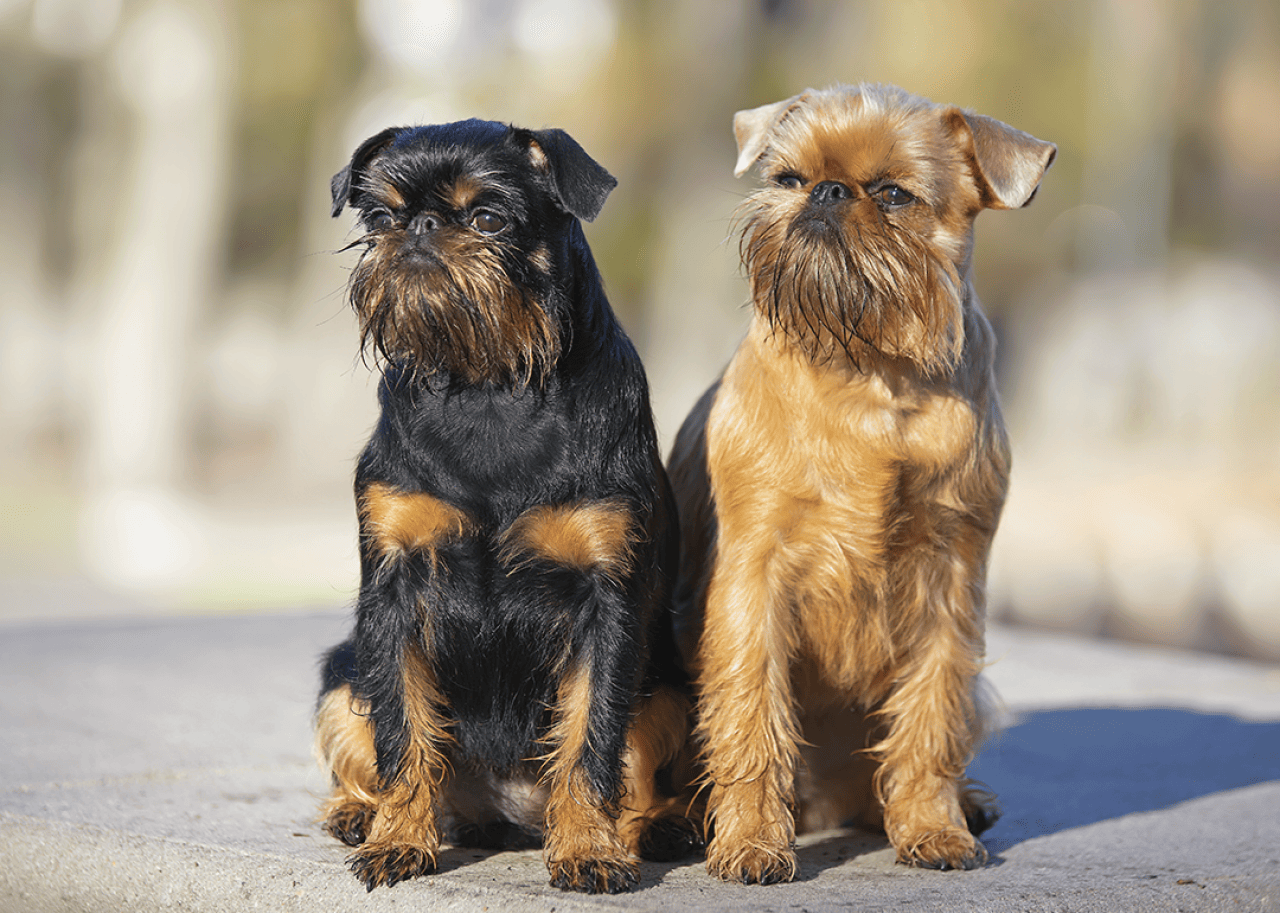 Two Brussels Griffons sitting outside.