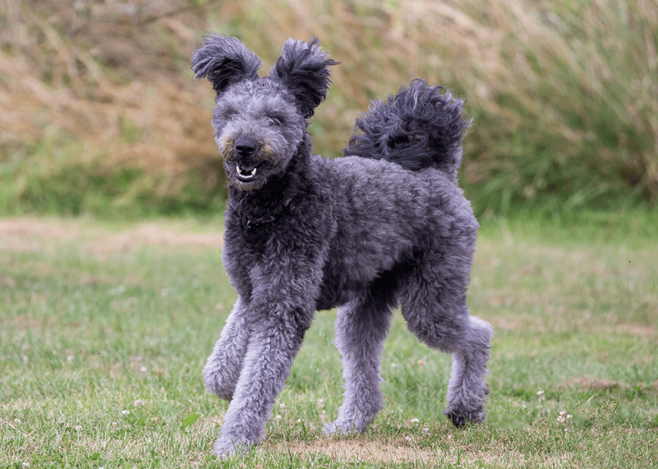 A grey Pumi walking through the grass.