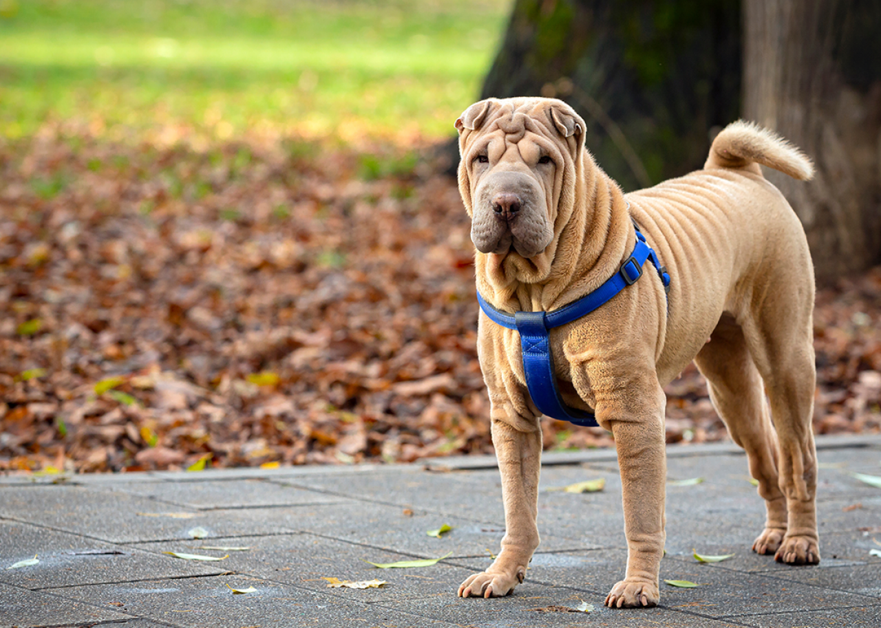Portrait of a Shar pei walking in the park.