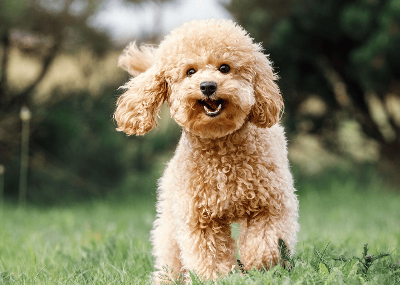 A happy light brown poodle running in the grass.