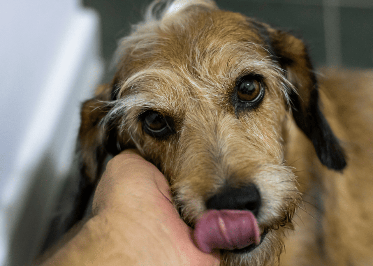 A mixed breed dog is held closely by a volunteer worker.