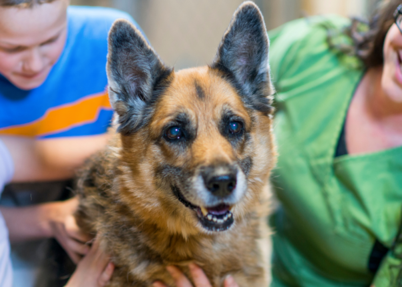 Two young children petting a dog at a shelter with a shelter caretaker.