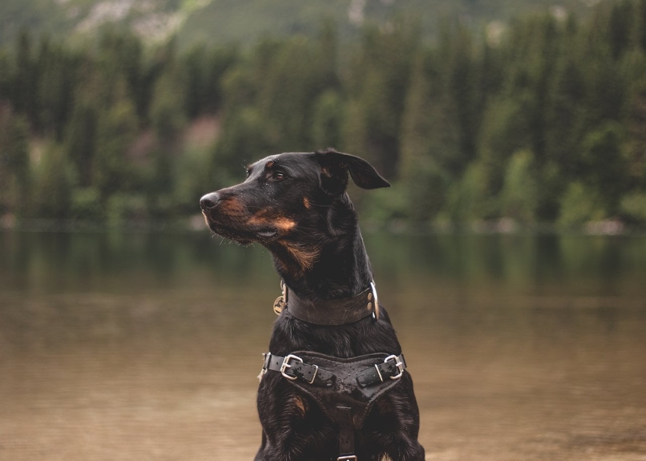 Beauceron sitting in water looking away.