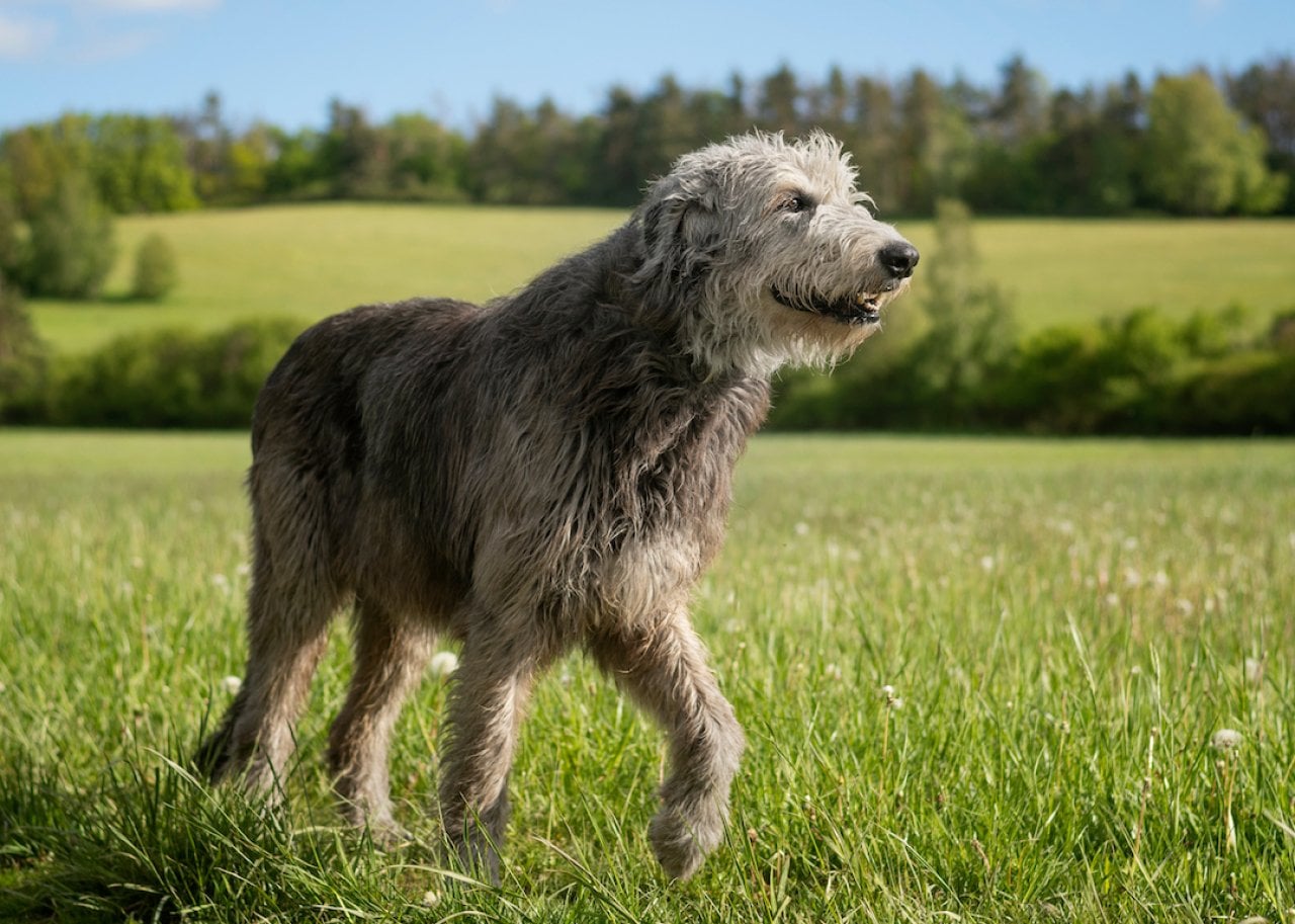 An Irish Wolfhound walks across a meadow.
