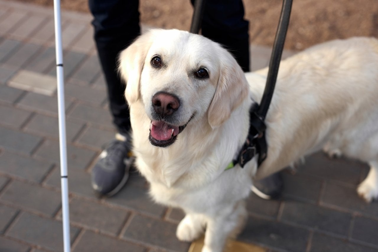 Golden retriever service dog stands with owner who holds a guiding white cane.