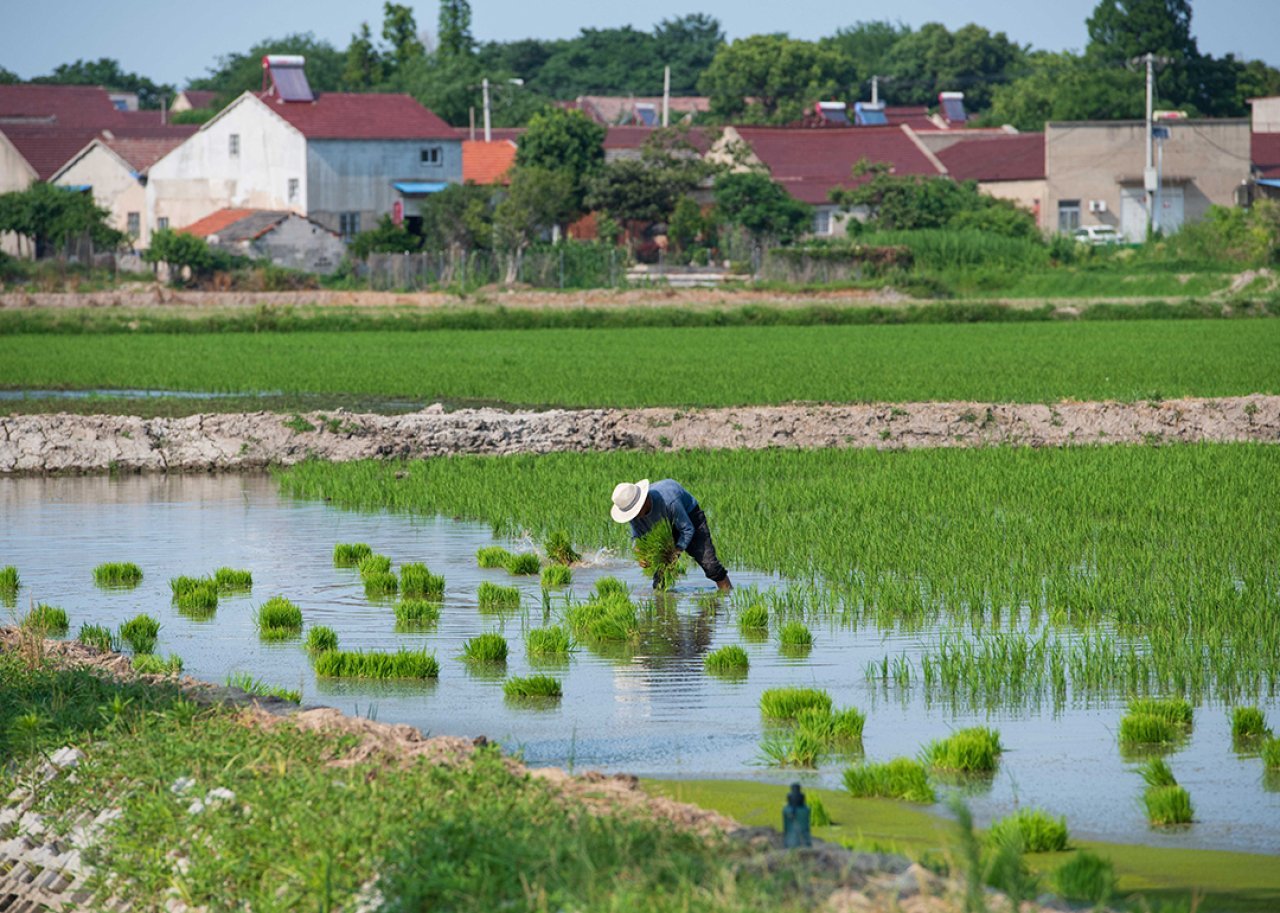 A villager works in the rice field near the Chaohu Lake in the town of Huailin, Chaohu City in China.