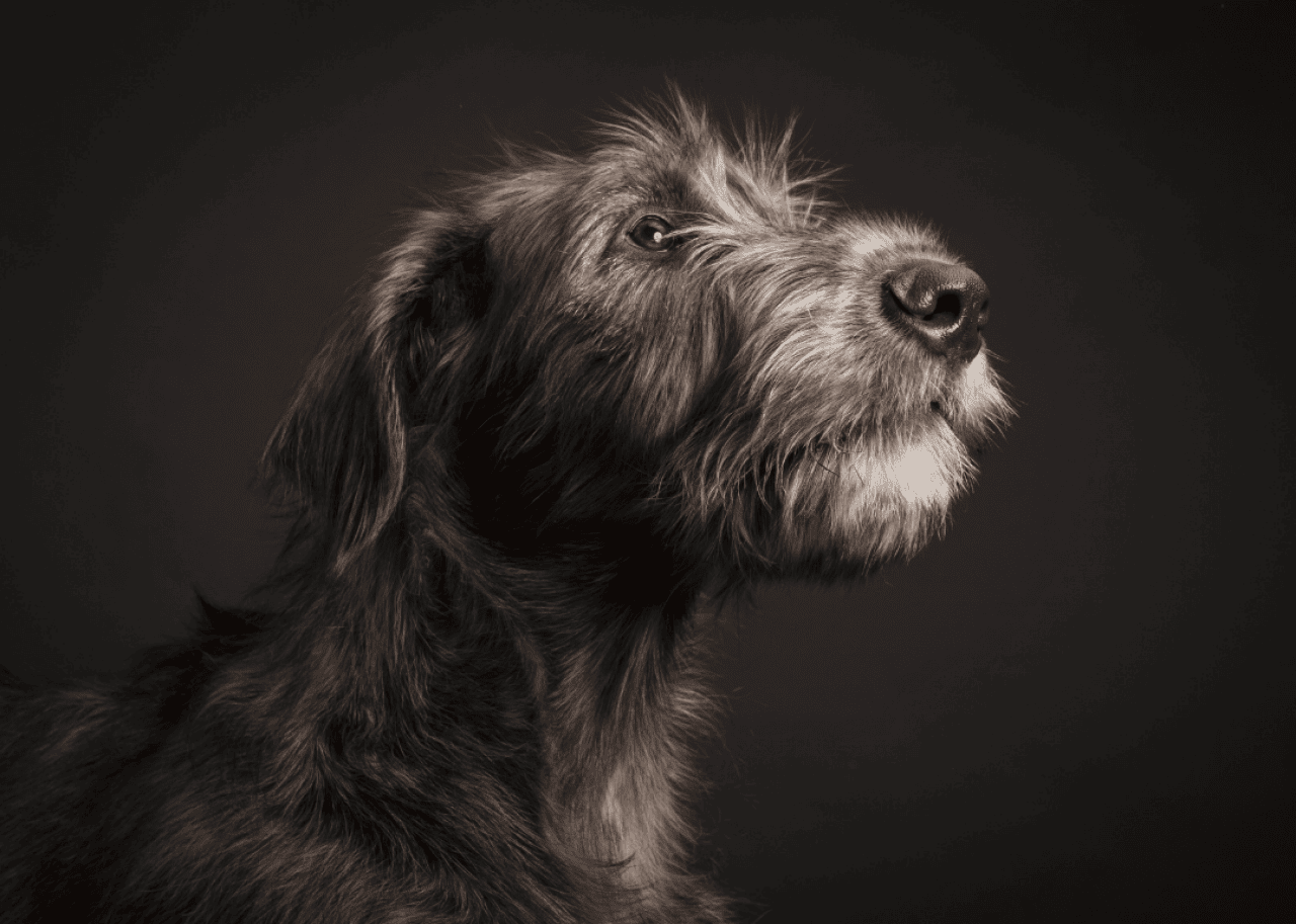 Profile of an Irish Wolfhound against a dark background