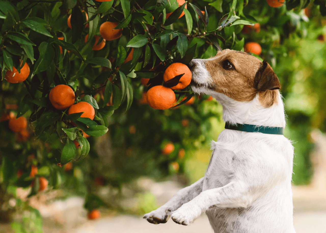 Dog reaching up to sniff mandarin fruits on a tree