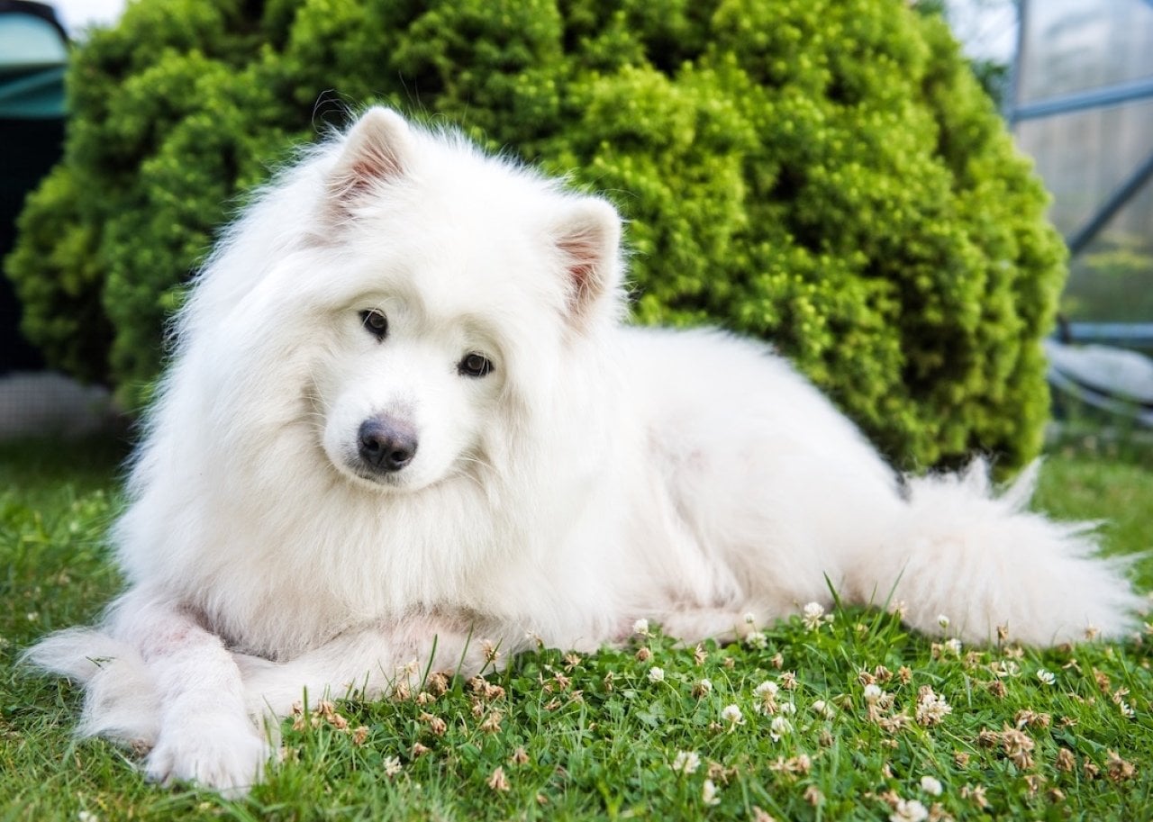 Samoyed dog resting on grass.