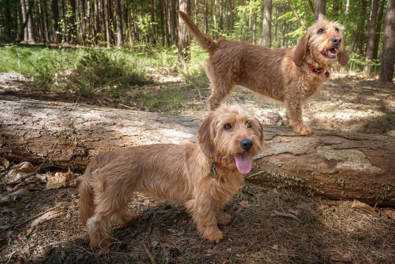 Two Basset Fauve de Bretagne dogs looking slightly away in the forest one on a fallen tree log