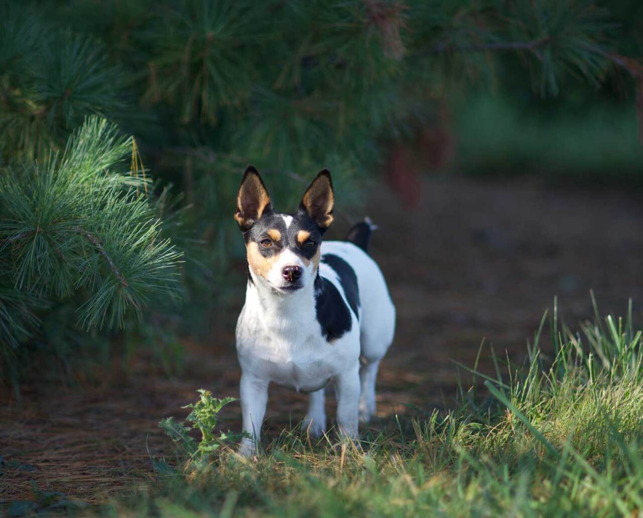 A female Teddy Roosevelt terrier on a trail by some pine trees