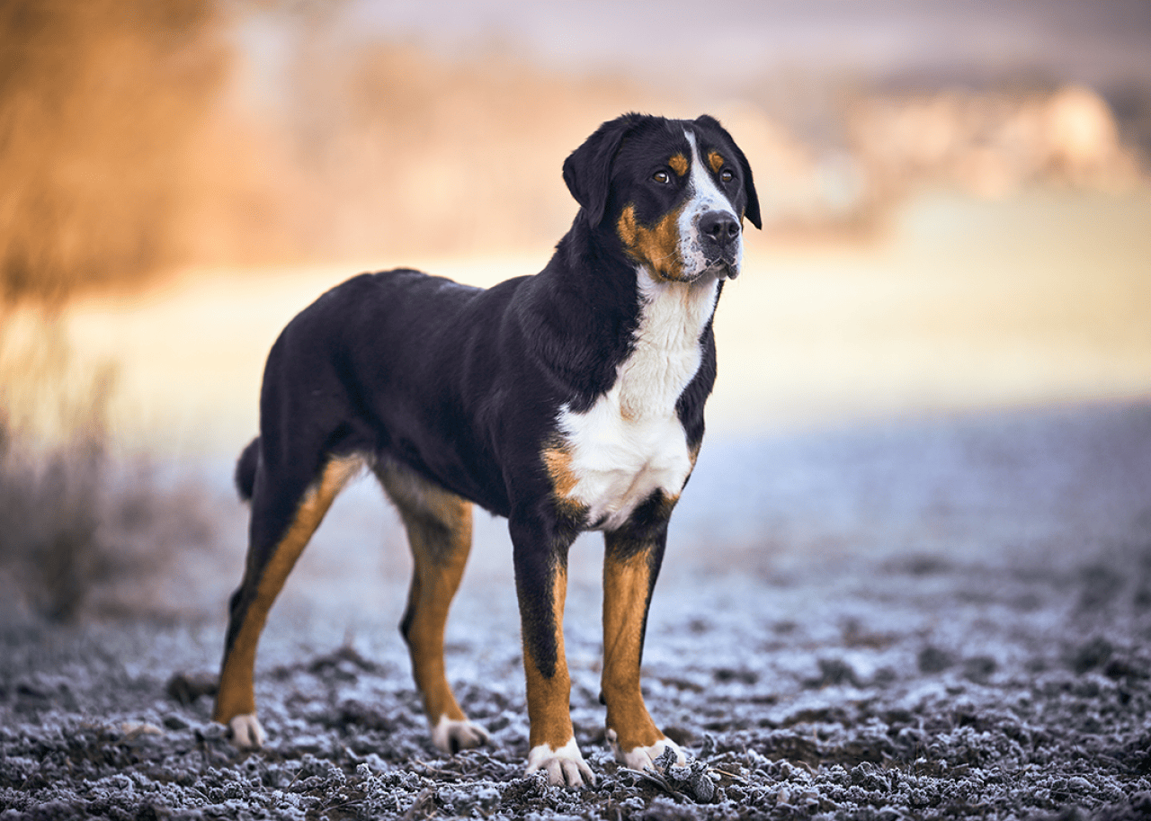 Great Swiss Mountain dog on gravel road.
