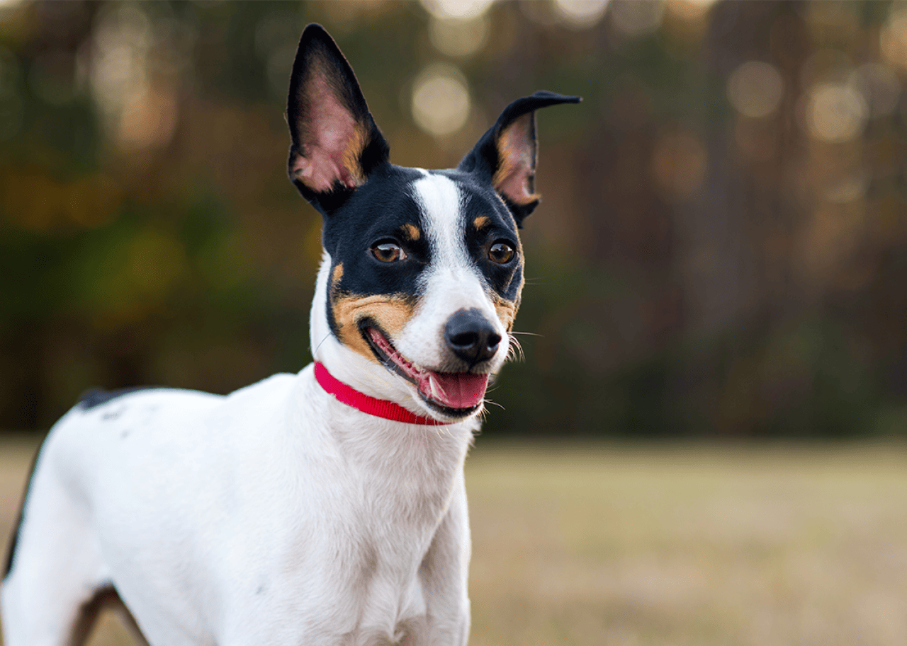 Close up portrait of a Rat Terrier with red collar.