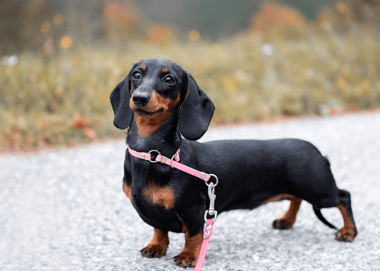 A Black miniature dachshund with a pink collar and leash standing outside.