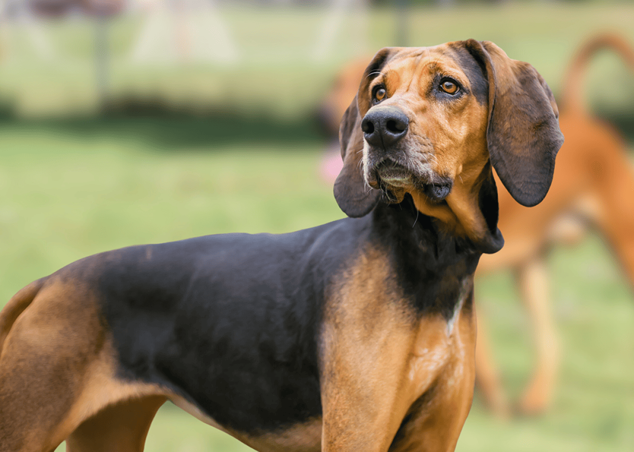 American English Coonhound seated in grass.