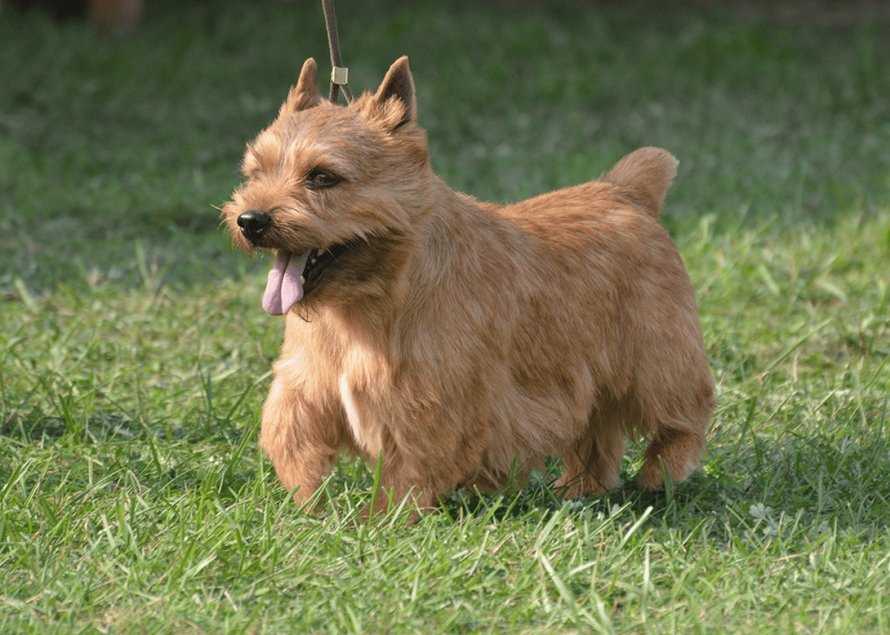 Glen Terrier walking on grass.
