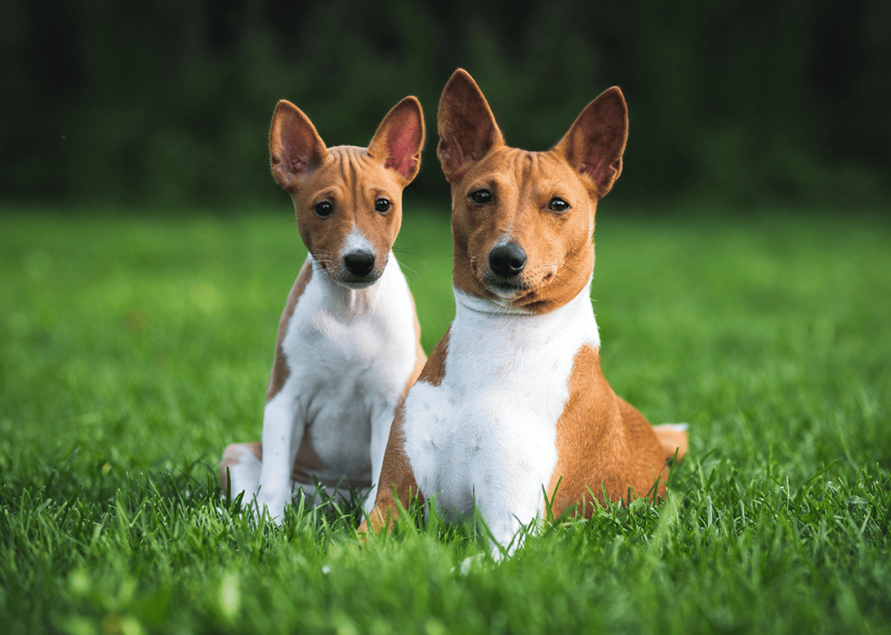 Adult and puppy basenji dogs sitting in grass.