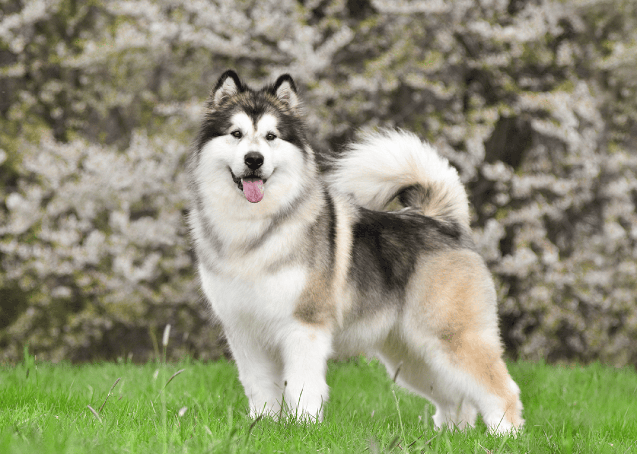 Alaskan Malamute stands on grass in front of flowering tree.
