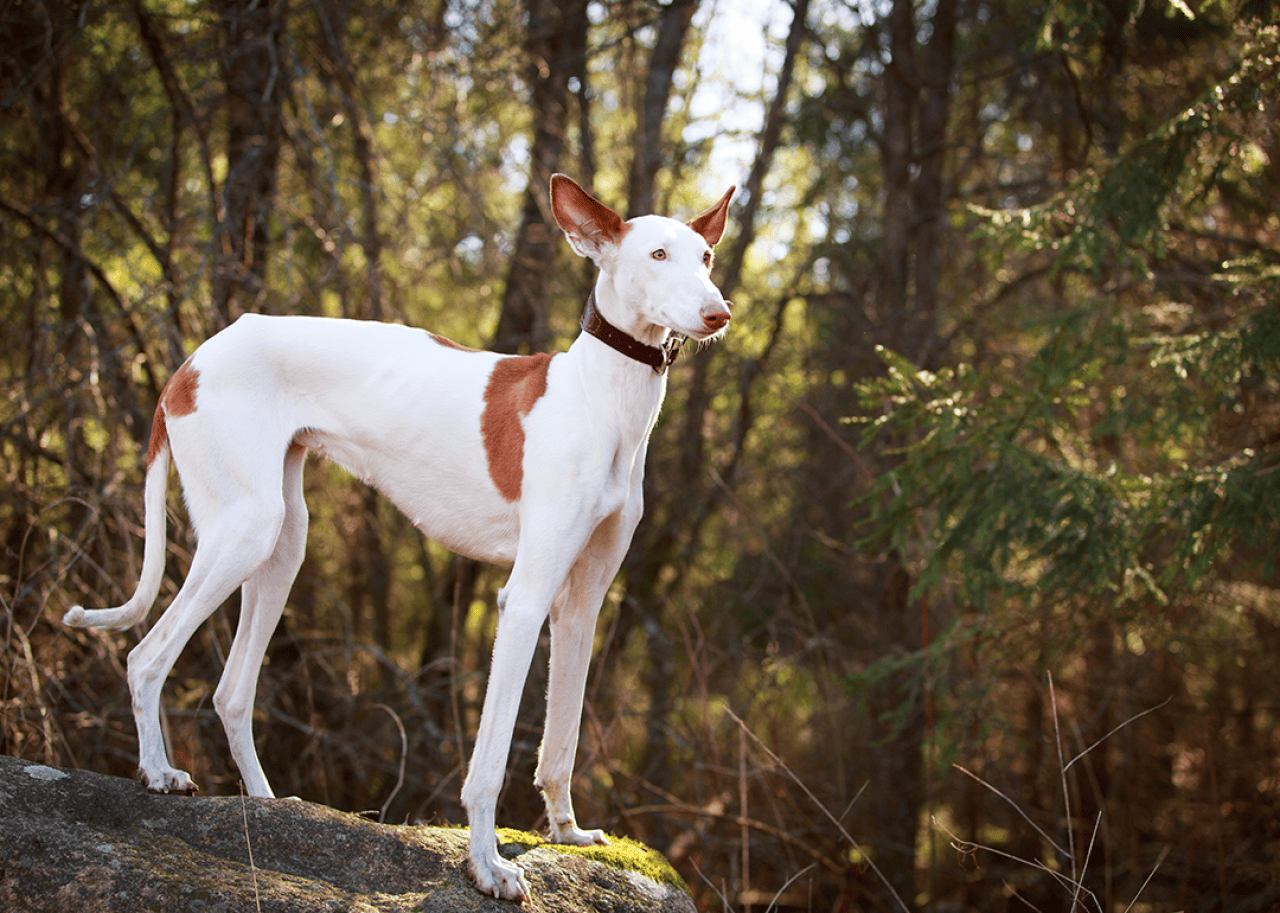 An Ibizan Hound standing on a rock in the woods.