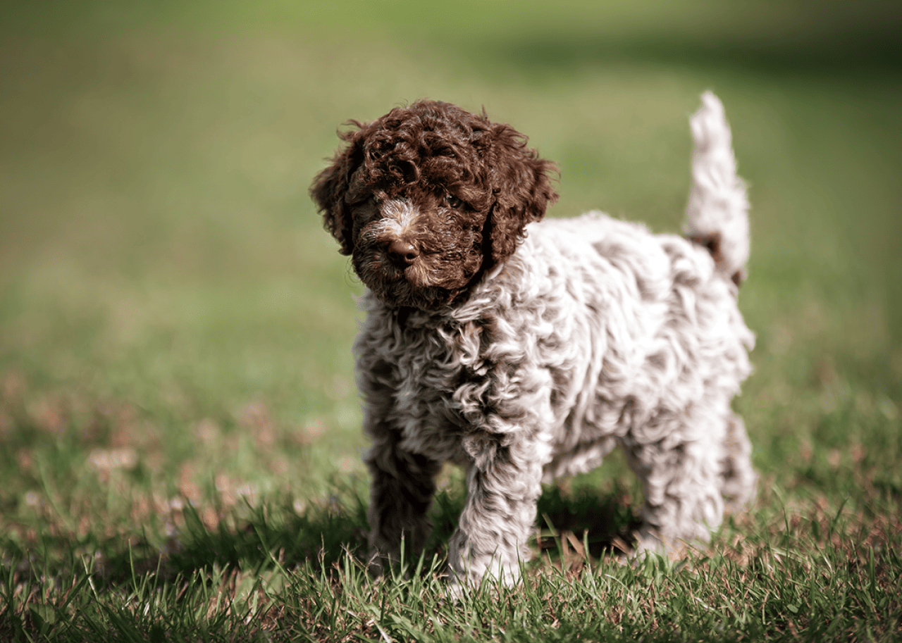 Portrait of Lagotto Romagnolo puppy standing in grass.
