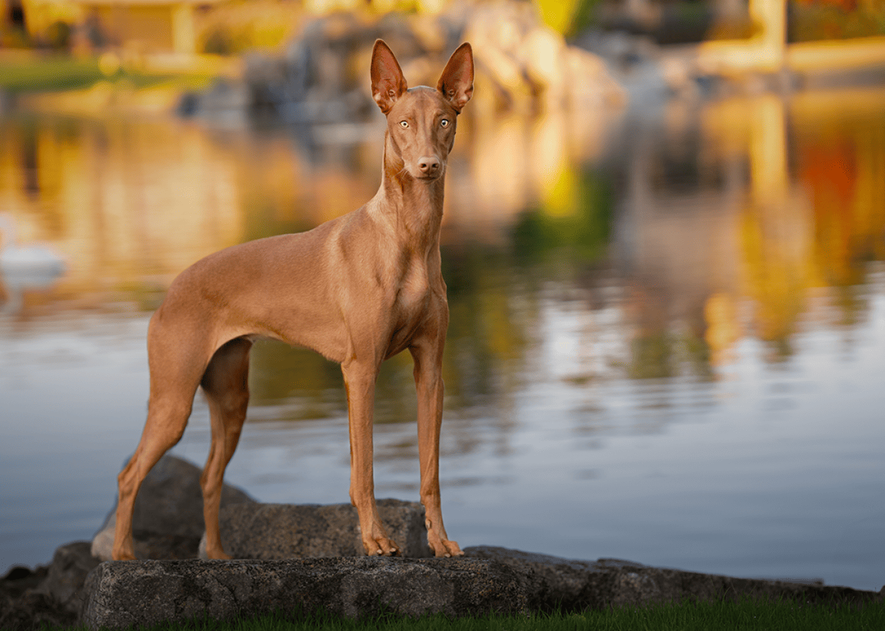 Pharoah hound by a lake at sunset.