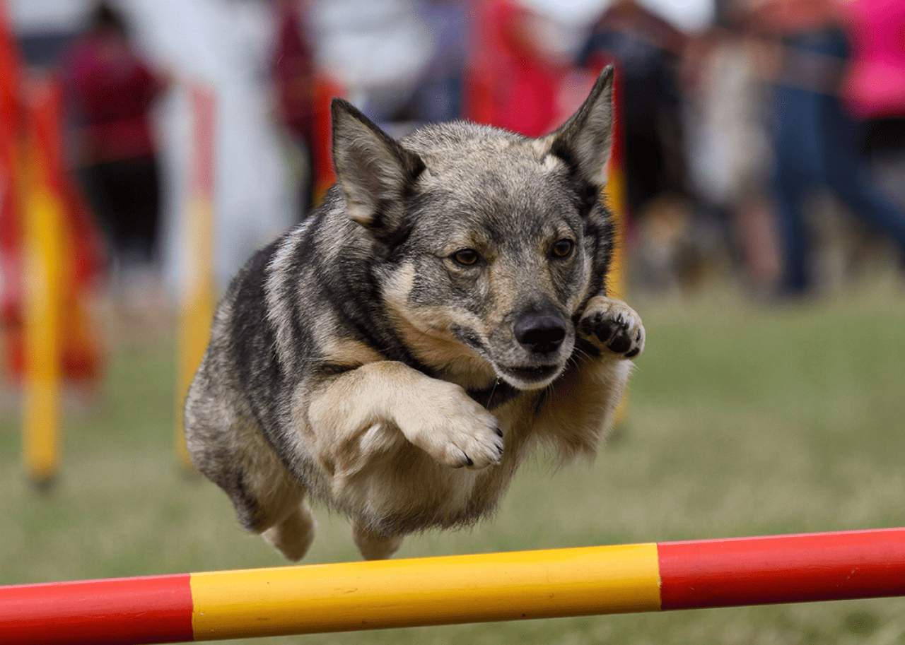 A Swedish Vallhund competing in an agility course.