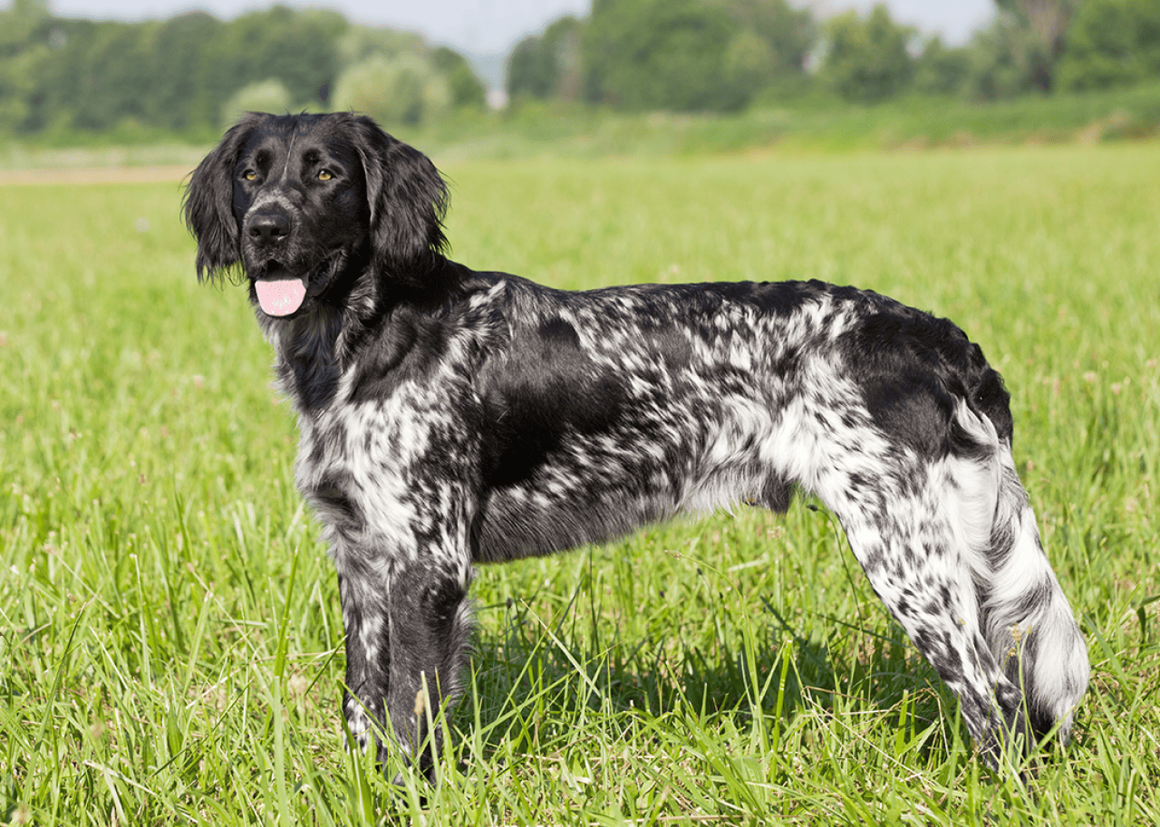 A Large Munsterlander standing in a field.