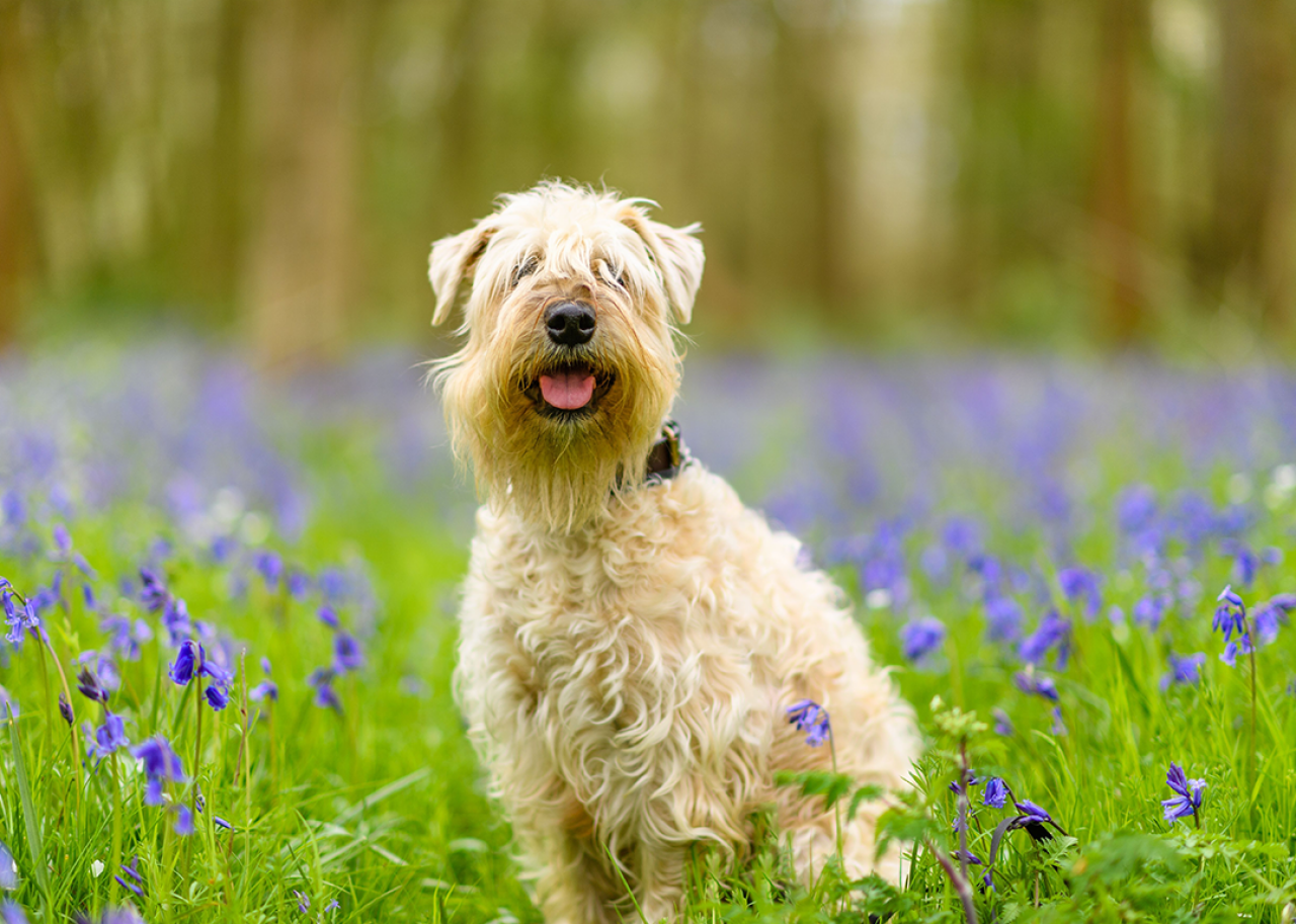 Soft-coated Wheaten Terrier sitting on grass and looking at camera.