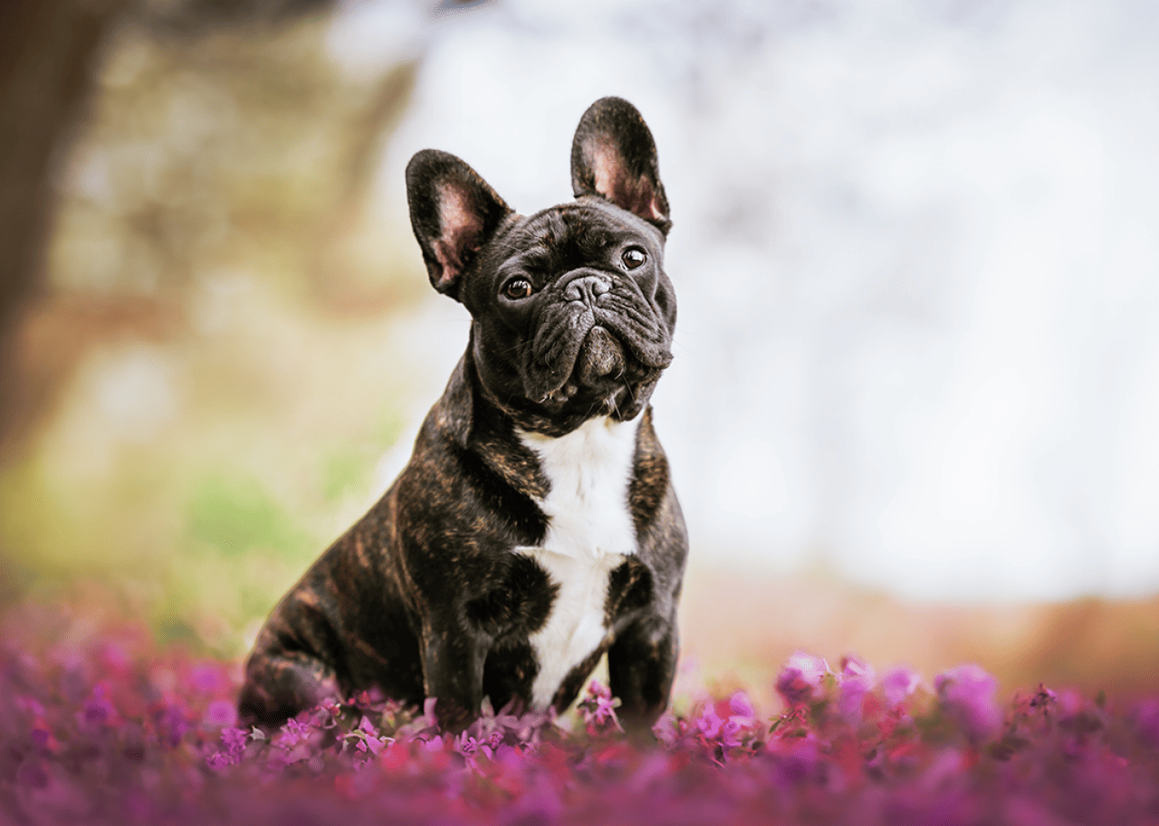 Portrait of French bulldog sitting with flowers outside.