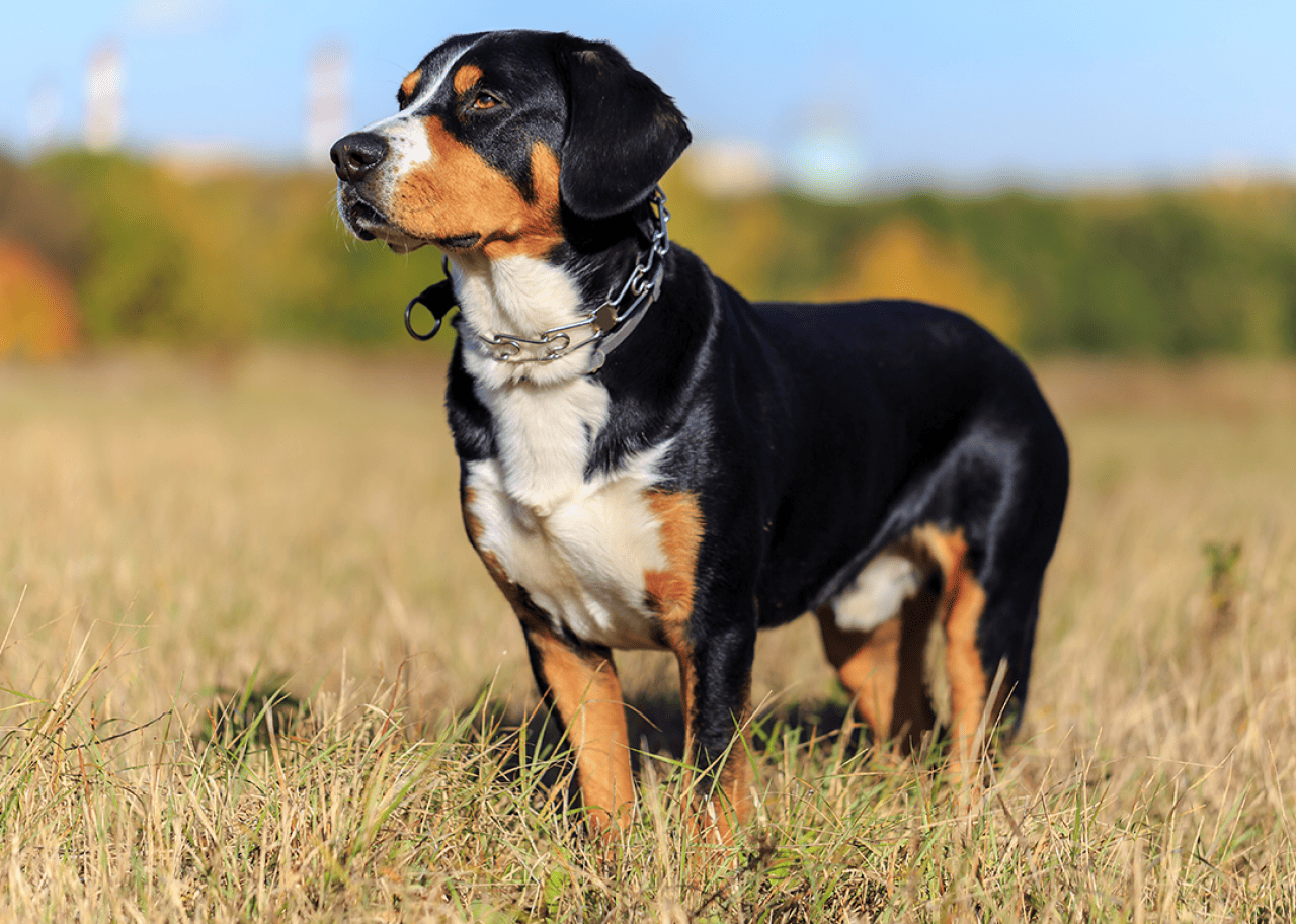 Young Entlebucher Senenhund standing in field.