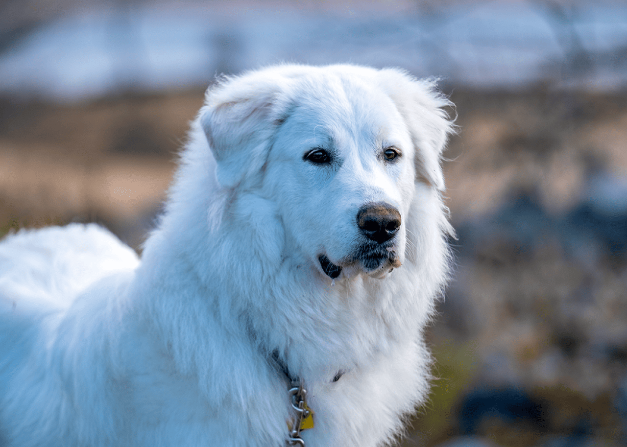 Portrait of Great Pyrenees outdoors.
