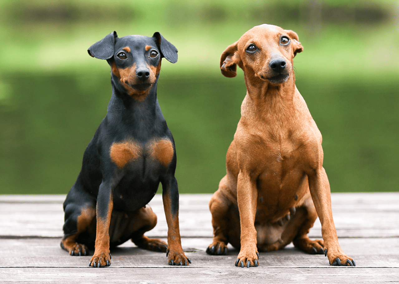 Sable brown and black and tan Miniature Pinscher portrait seated outside.