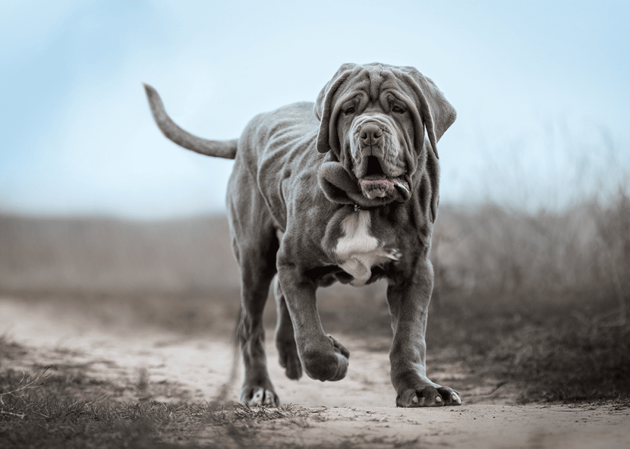 Neapolitan Mastiff puppy walking in a field on a cloudy day.