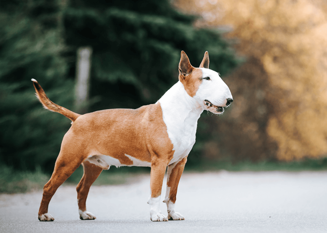 Bull terrier posing outside.