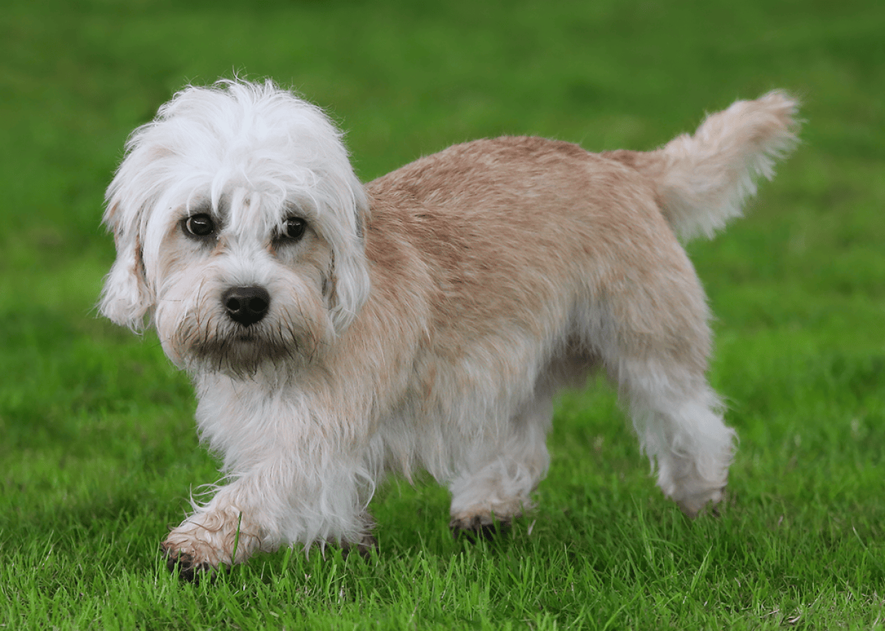 Dandie Dinmont terrier walking on grass.