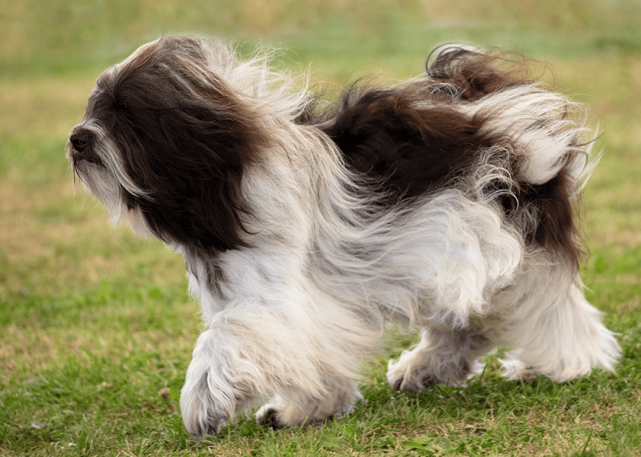 Polish Lowland Sheepdog walking on grass.