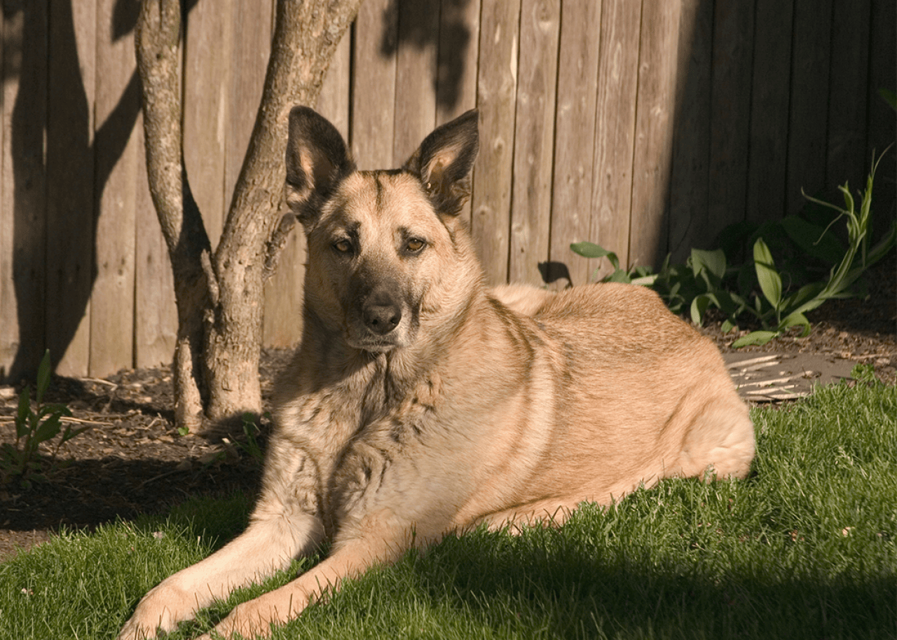 Chinook dog laying in grass outside.
