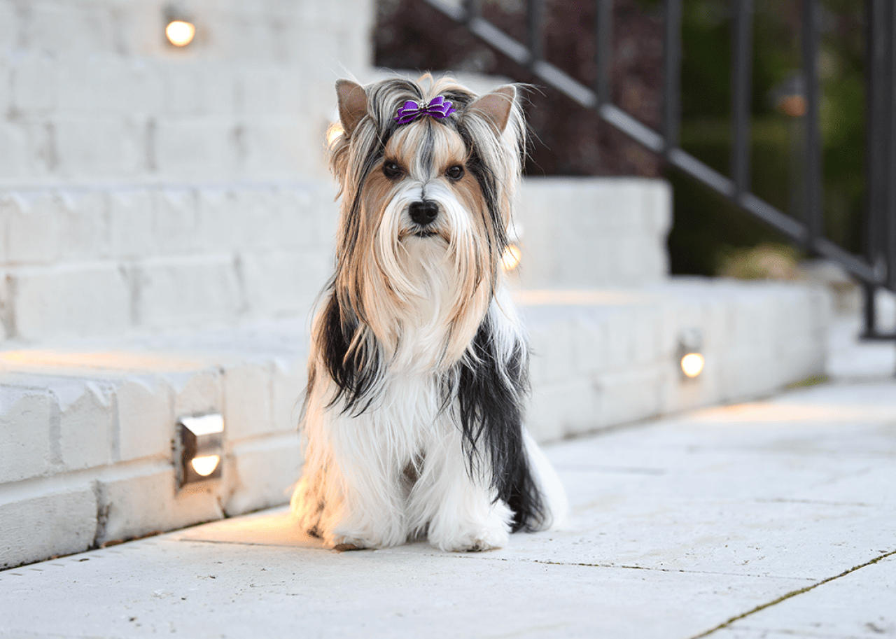 Biewer Yorkshire Terrier seated by steps outdoors.