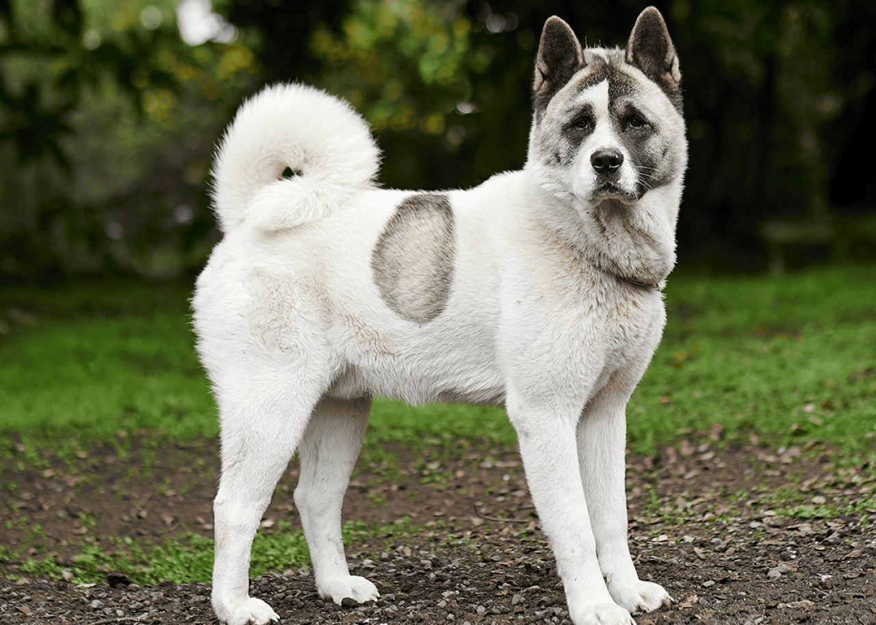 White Norwegian buhund standing in the park.
