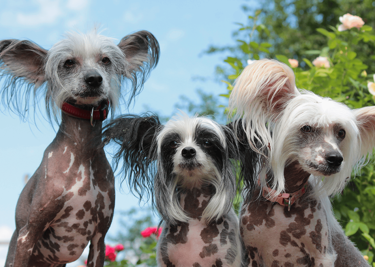 Low angle view of three Chinese crested dogs in a rose garden.