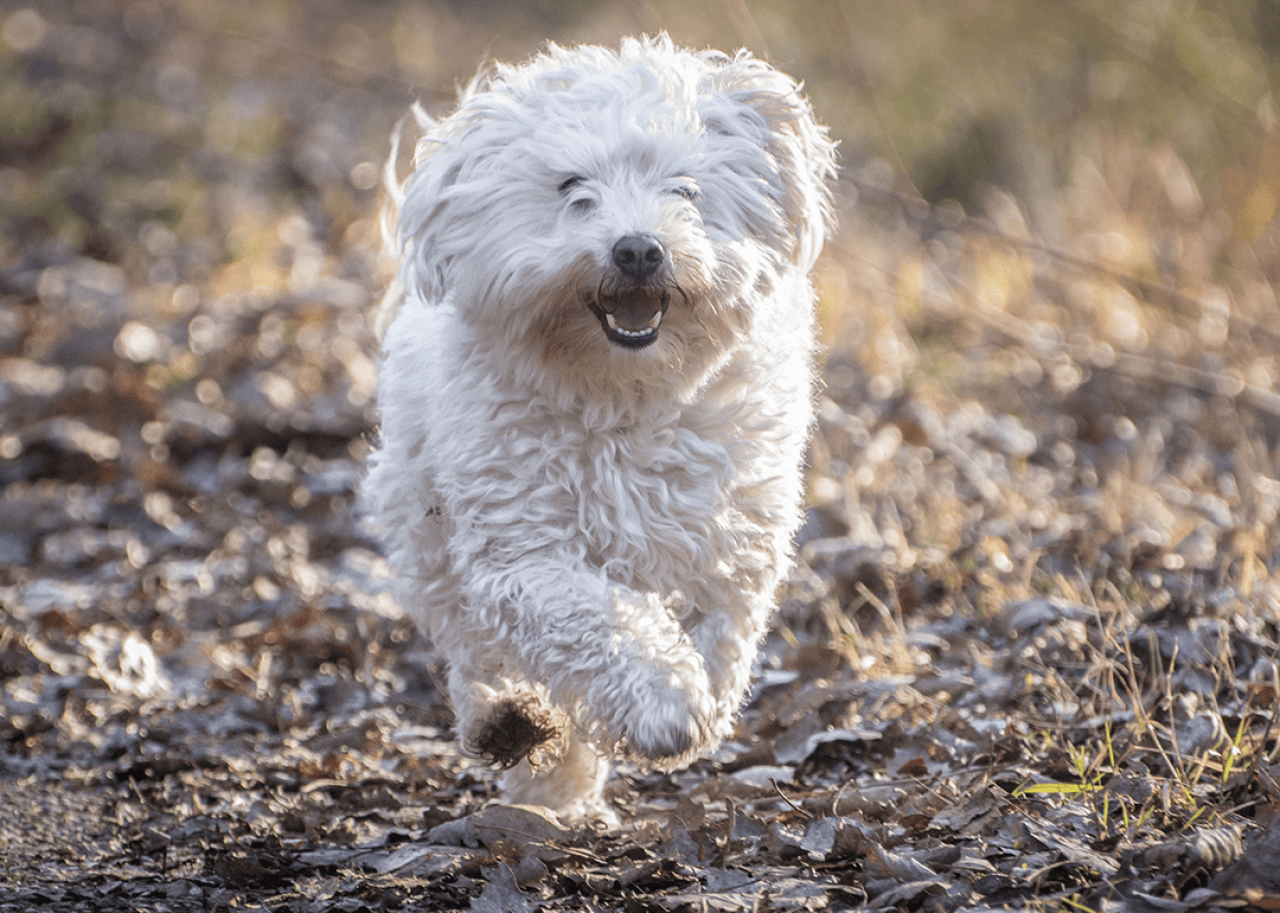 A Bolognese dog running outdoors.