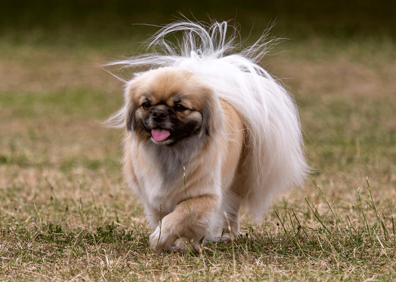 A Tibetan Spaniel walking on the grass.