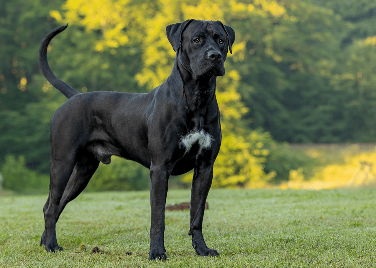 Black Presa canario in the forest.