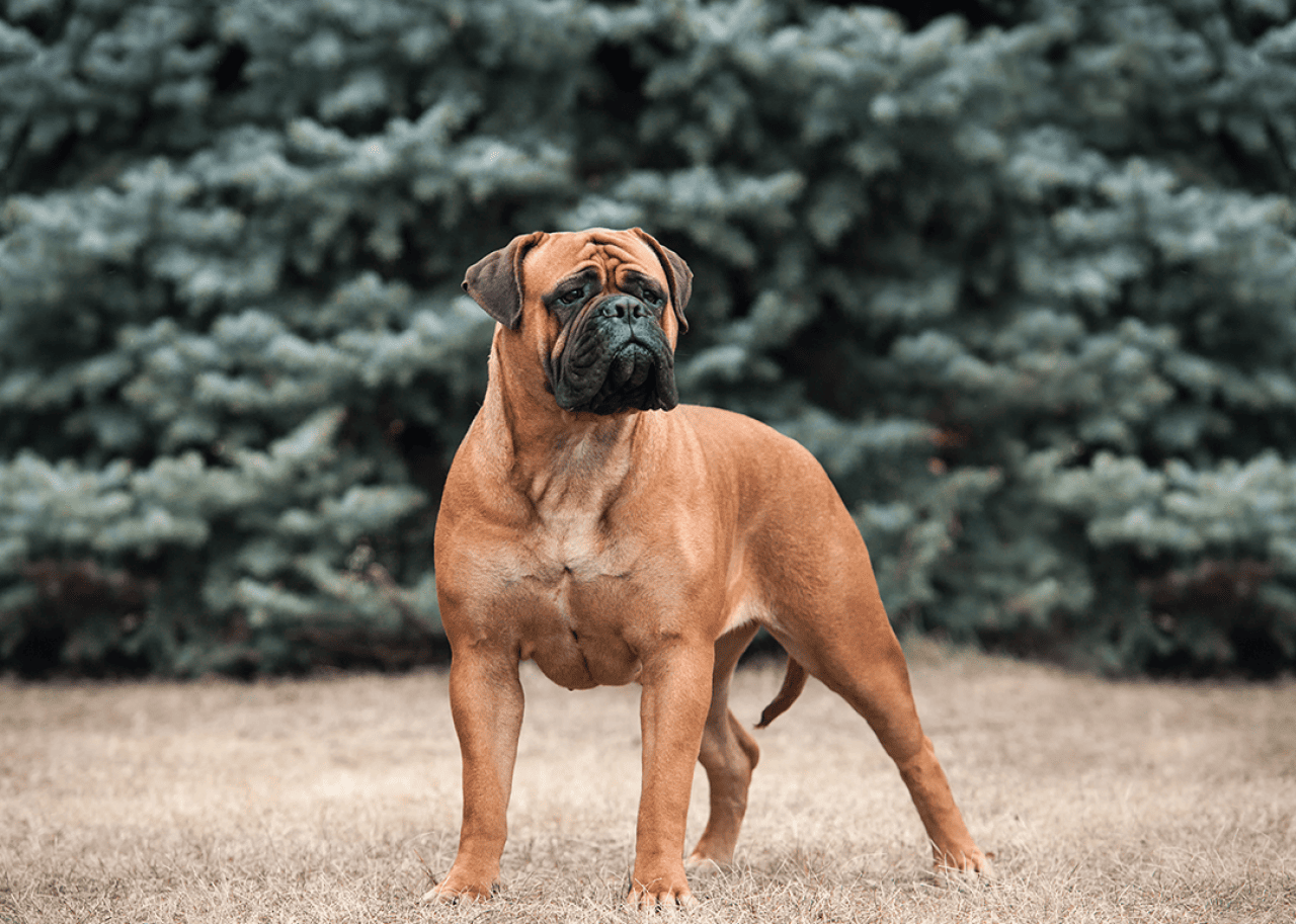 Bullmastiff standing outside with pine trees in background.