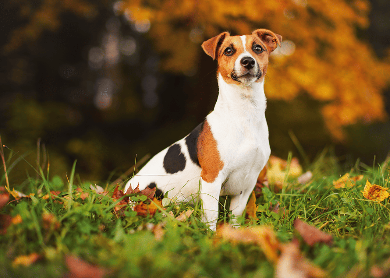 Jack Russell terrier sitting on meadow in autumn.