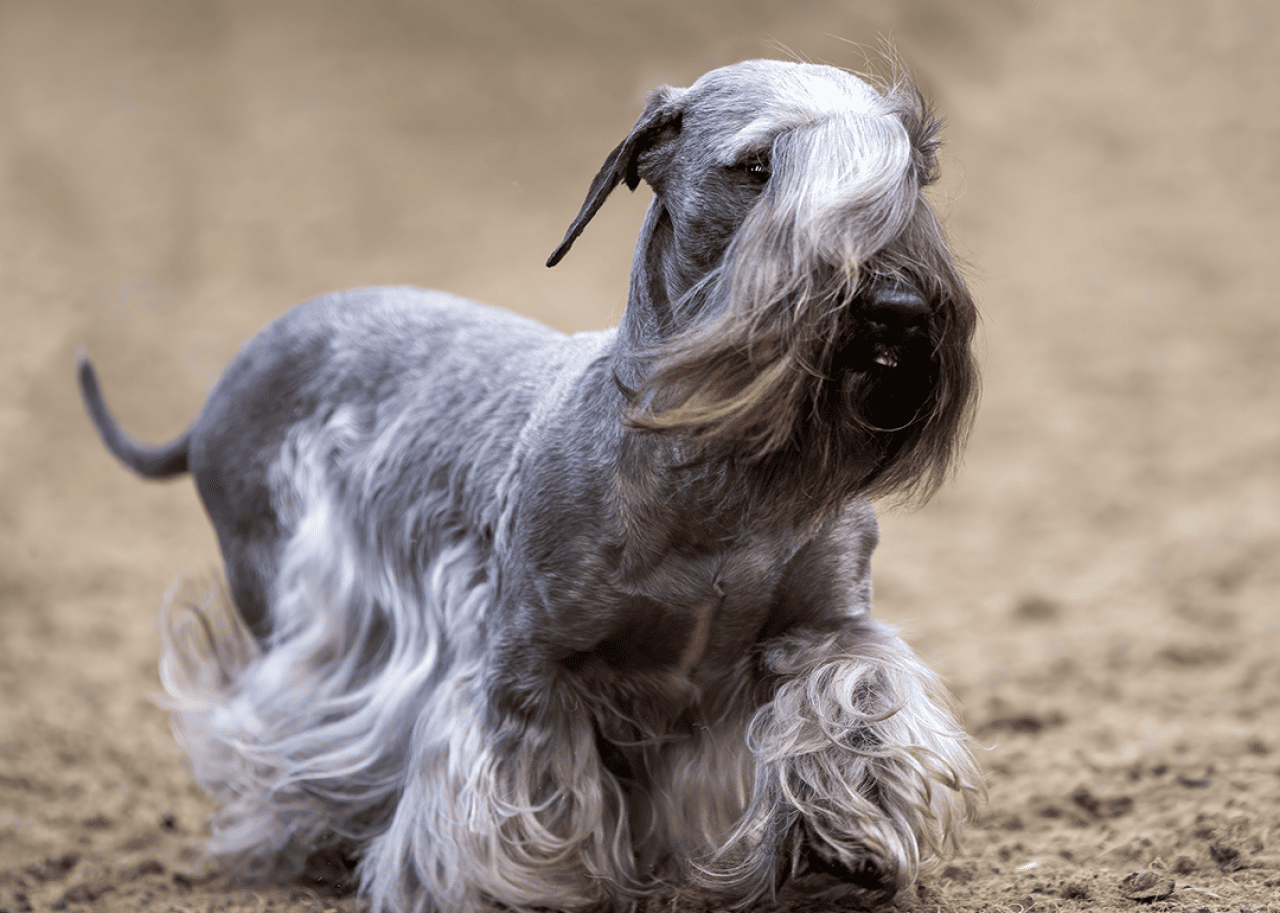 Cesky Terrier walking at a dog show.