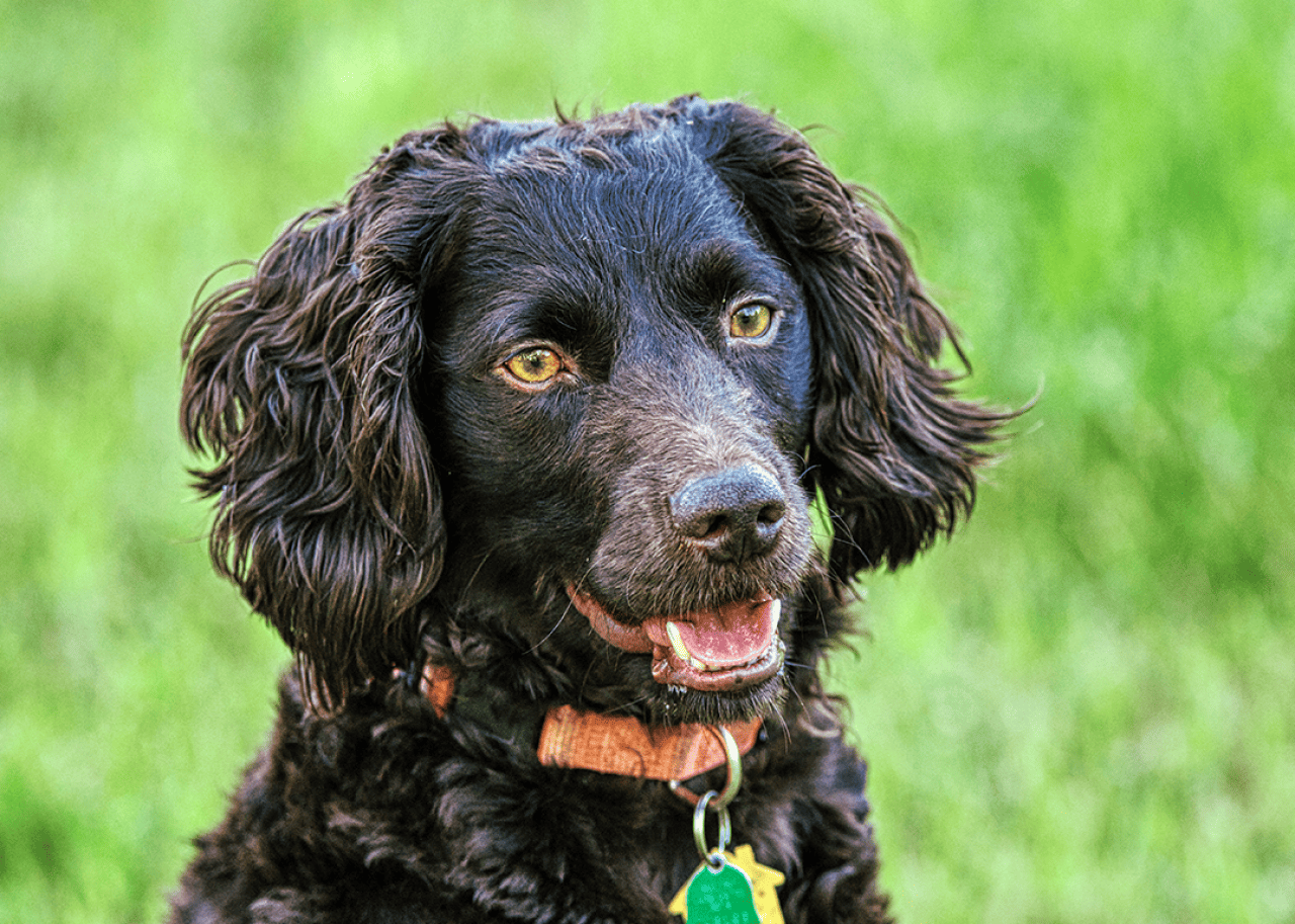 Boykin spaniel sitting in grass.