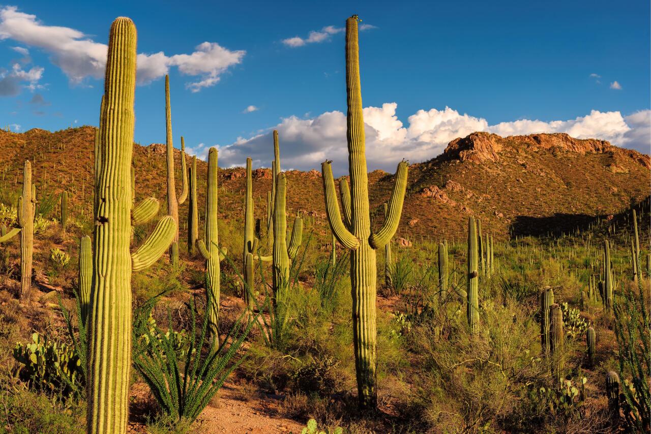Saguro cactus in park.
