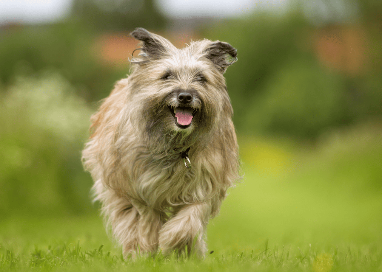 Purebred Pyrenean Sheepdog outdoors.